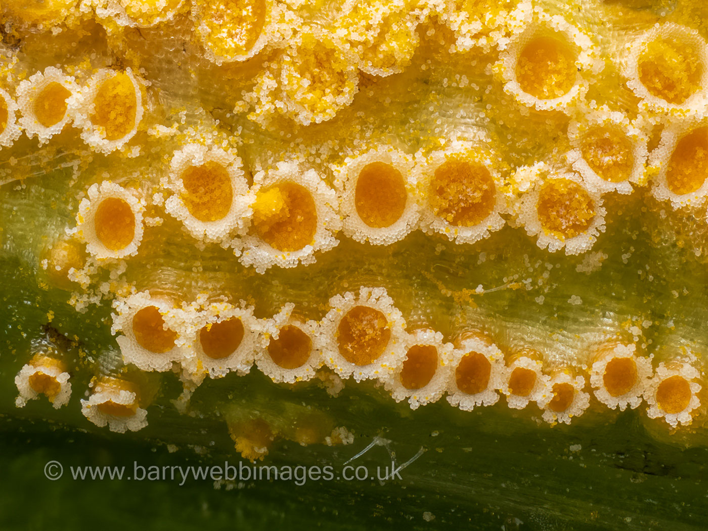 Photo by Barry Webb Puccinia urticata by Barry Webb